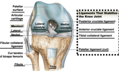 fibular collateral ligament, popliteal ligaments, posterior cruciate ligament, anterior cruciate ligament, tibial collateral ligament, patellar ligament