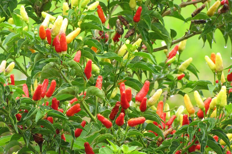 <p>A compact plant with glossy foliage and clusters of bright, colorful peppers that ripen in shades of orange, purple, red, white, or yellow.</p><p>-dpends on the stage of ripening - fruits ripen at different rates and genetic breeding, for just some colors</p><p>-cool night temperatures with darker colors</p><p>-edible, not bread for eating</p>