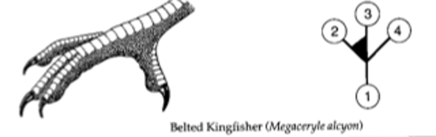 <p>digits 2 and 3 are almost fused together but they have 4 toes (kingfishers)</p>
