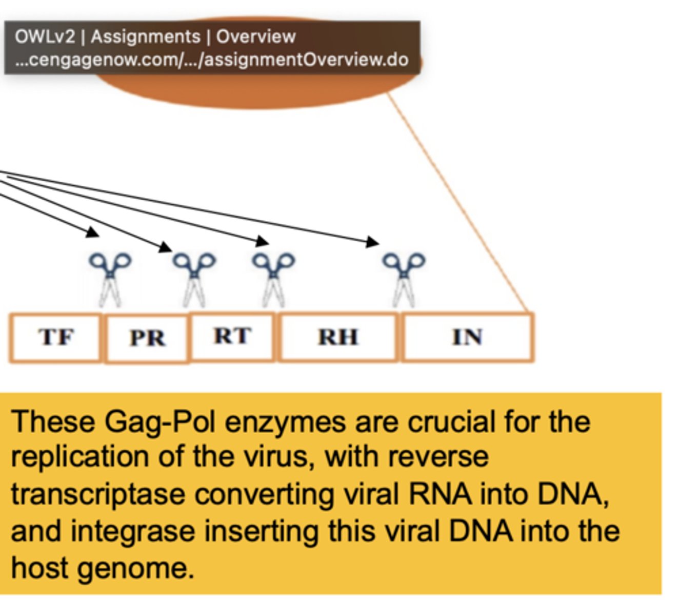 <p>the replication of the virus, reverse transcriptiptase (RNA-&gt; DNA), &amp; integrase inserting viral DNA into host genome</p>
