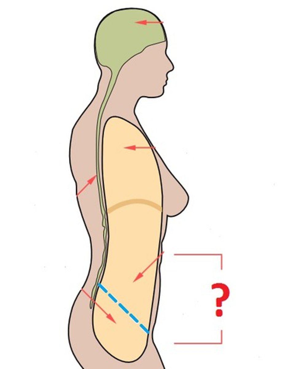 <p>Location:</p><p>Trunk, between thoracic and pelvic diaphragms</p><p>Description:</p><p>Continuous cavity formed by abdominal and pelvic cavities</p><p>Major abdominal organs include: stomach, intestines, liver, gallbladder, spleen, pancreas, kidneys and ureters, suprarenal glands, aorta, inferior vena cava, and lumbar nerve plexus</p><p>Major pelvic organs include: urinary bladder, loops of small intestine, inferior part of sigmoid colon, rectum, and reproductive organs (ovaries, uterus, vagina in female; prostate and seminal glands in male)</p>