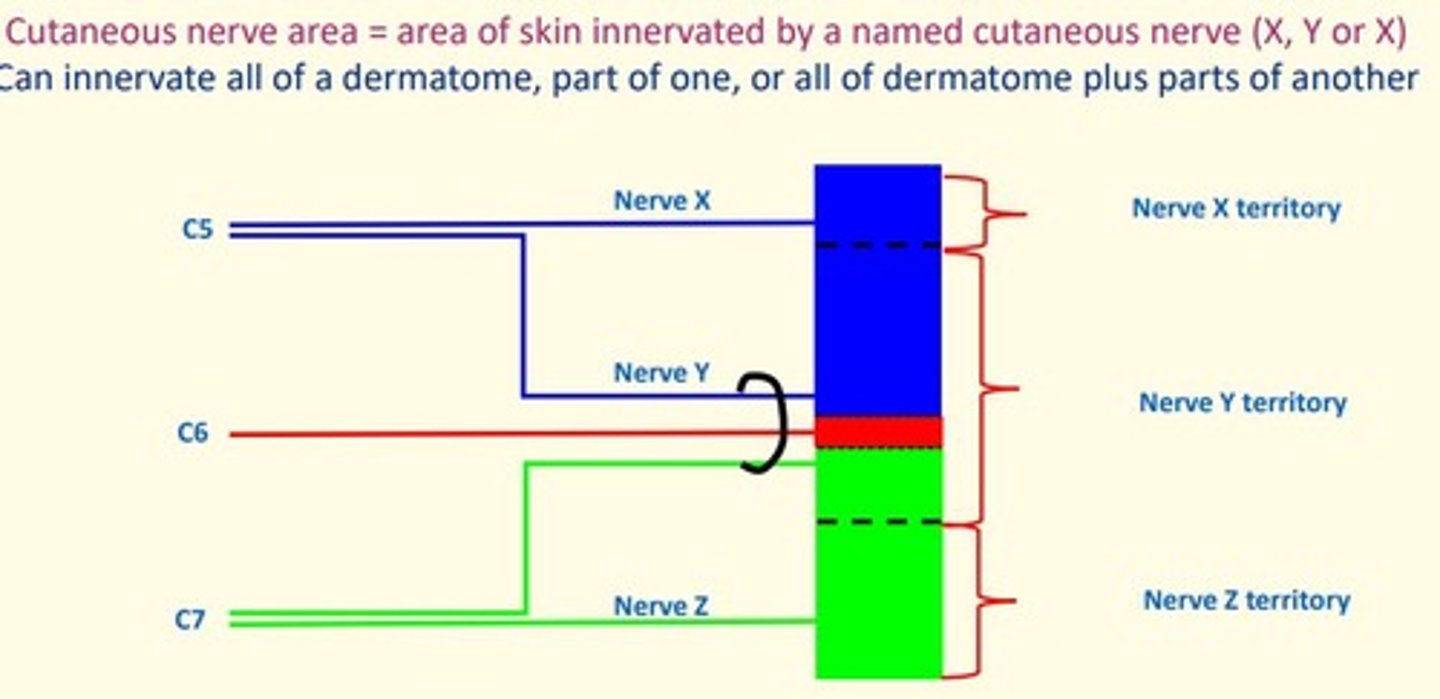 <p>Area of skin supplied by a named cutaneous nerve</p>