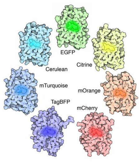 <ul><li><p><strong>GFP fusion protein</strong> fluoresces, enabling visualization under a microscope</p></li><li><p class=""><strong>Observation</strong> of fusion protein reveals information about <strong>endogenous protein</strong></p><ul><li><p class=""><strong>Localization</strong> of protein in a cell or organism</p></li></ul></li><li><p class=""><strong>Variants of GFP</strong> emit fluorescence at different wavelengths</p><ul><li><p class="">Achieved through <strong>genetic modifications</strong></p></li></ul></li></ul><p></p>