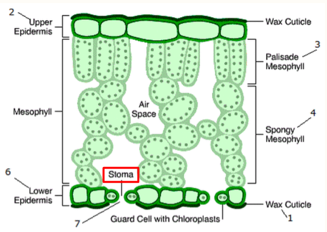 <p>Leaves: Dermal Tissue (Stomata)</p>