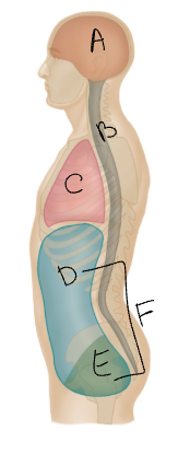 <p>What body cavity is C?</p>