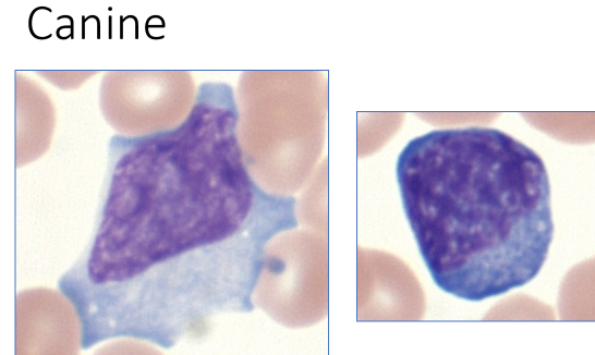 A subset of cell contain **increased amounts** of **deeply basophilic** cytoplasm

Associated w an immune response/inflammation 