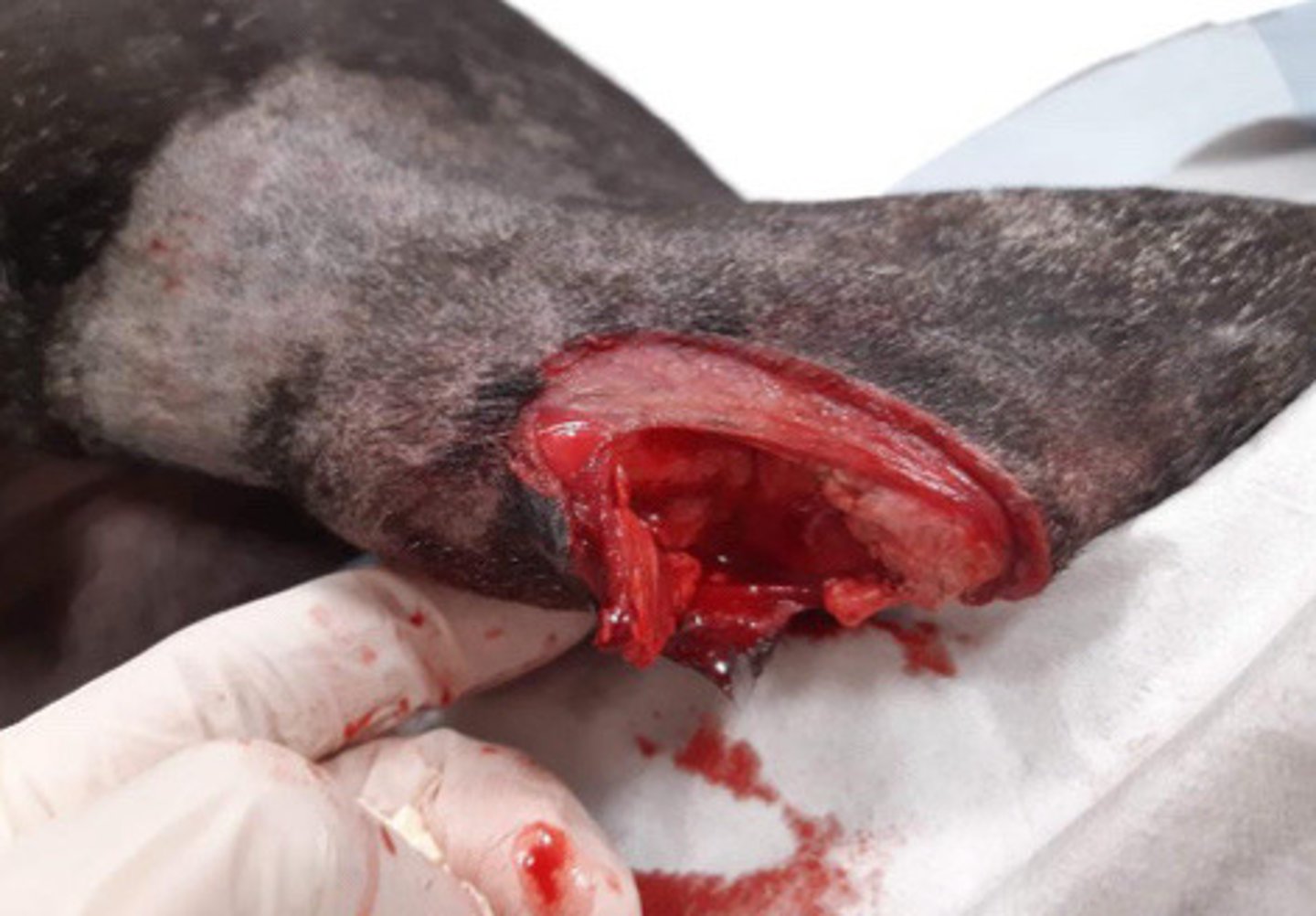 <p>We need to repair most tendons, especially (superficial/deep) ones.</p><p>Between the digital flexor tendon and patellar tendon, which do you think is more important to fix?</p>