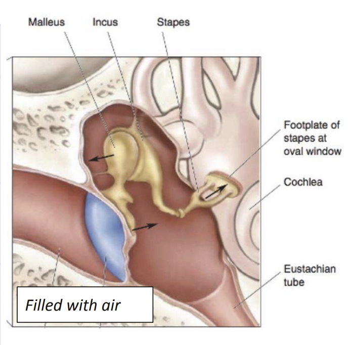 <p>Ossicles ● <u>Amplify and transfer vibrations</u> from the tympanic membrane to the oval window of the cochlea </p><p>Eustachian tube ● <u>Equilibrates air pressure </u>between both sides of the tympanic membrane </p><p>Oval window ● <u>Transfers vibrations</u> from the middle ear to the inner ear</p>