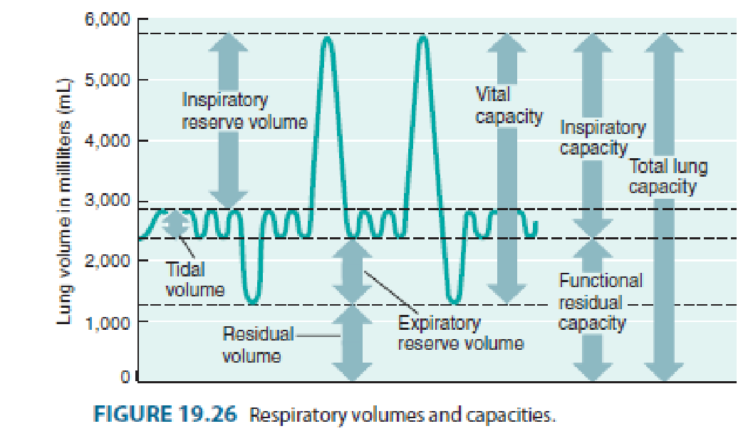 <ol><li><p>Inspiratory capacity (IC): Maximum volume of air a person can inhale following a resting expiration. [IC = TV + IRV]</p></li><li><p>Functional residual capacity (FRC): Volume of air remaining in the lungs following a resting expiration. [FRC = ERV + RV]</p></li><li><p>Vital capacity (VC): Maximum amount of air that can be expired after a maximum inspiratory effort. [VC = TV + IRV + ERV]</p></li><li><p>Total lung capacity (TLC): The volume of air in the lungs after a maximum inspiratory effort. [TLC = TV + IRV + ERV + RV]</p></li></ol><p></p>