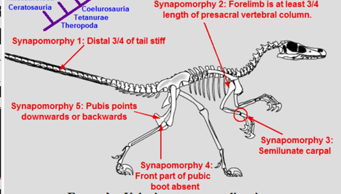<p>The semilunate carpal allows the hands to be folded back all the way.</p>
