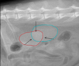 <p>X-ray principles </p>