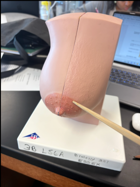 <p>What is this?</p>