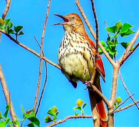 <p>Brown Thrasher</p>