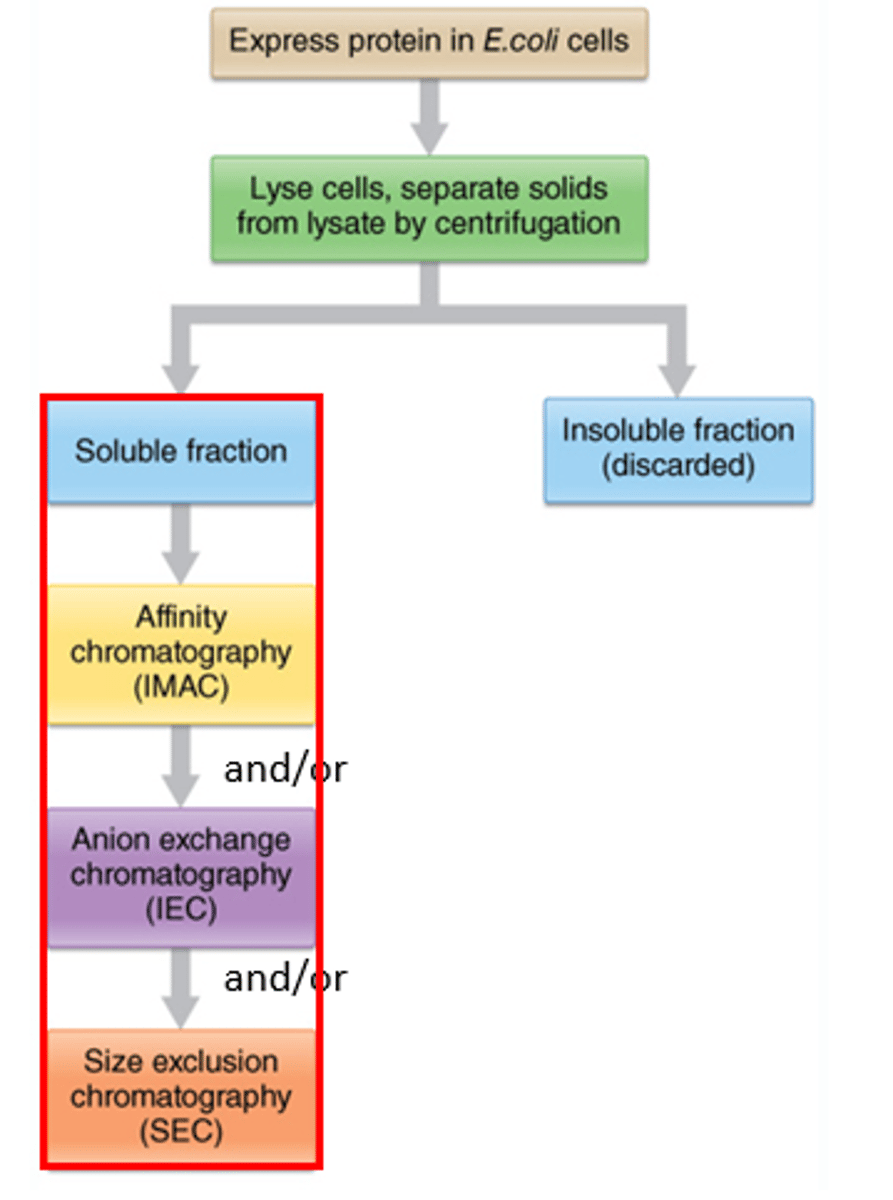 <p>1. many components in cell (proteins, DNA, lipids...)</p><p>2. proteins must be pure for medical use (>99%) and research (95-99%)</p><p>ex: vaccine, antibody, hormone, crystal formation, immunodetection, restriction enzymes</p>