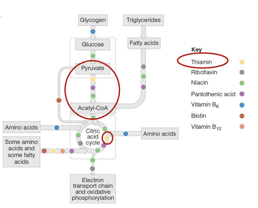 <p>2 phosphate groups are added to thiamin to form coenzyme thiamin diphosphate(TDP), which is essential for energy metabolism</p><ul><li><p>conversion of pyruvate into acetyl CoA, allowing CHo metabolism to proceed into TCA </p></li><li><p>in TCA, TDP aids in conversion of 5C compound into a 4C compound</p></li></ul><p></p>