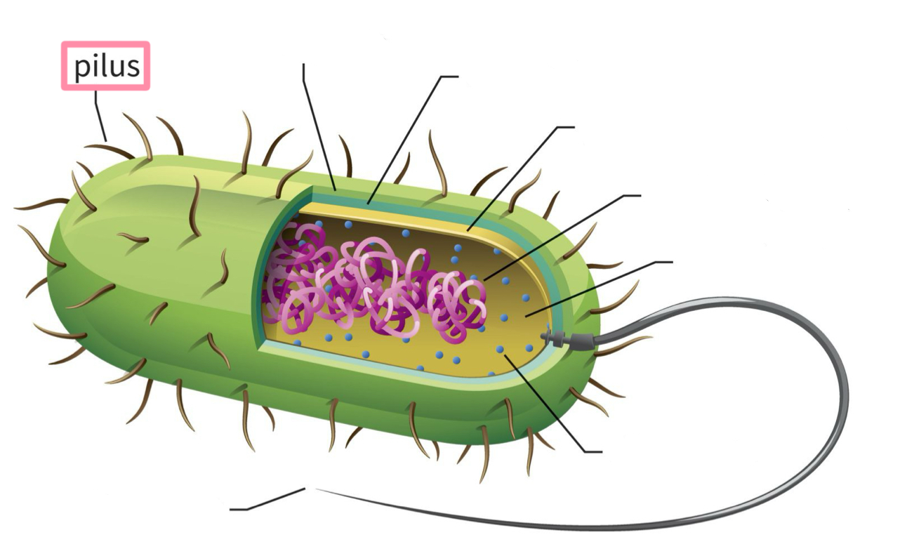 <p>Pilus</p>