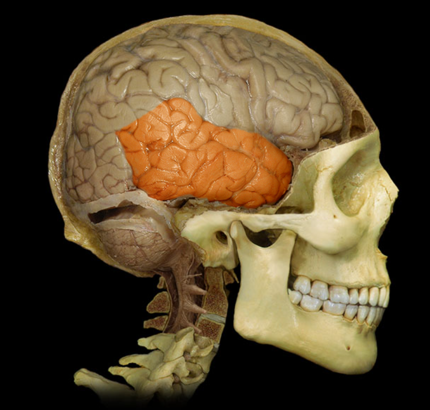 <p>What is this and what is its function?</p>