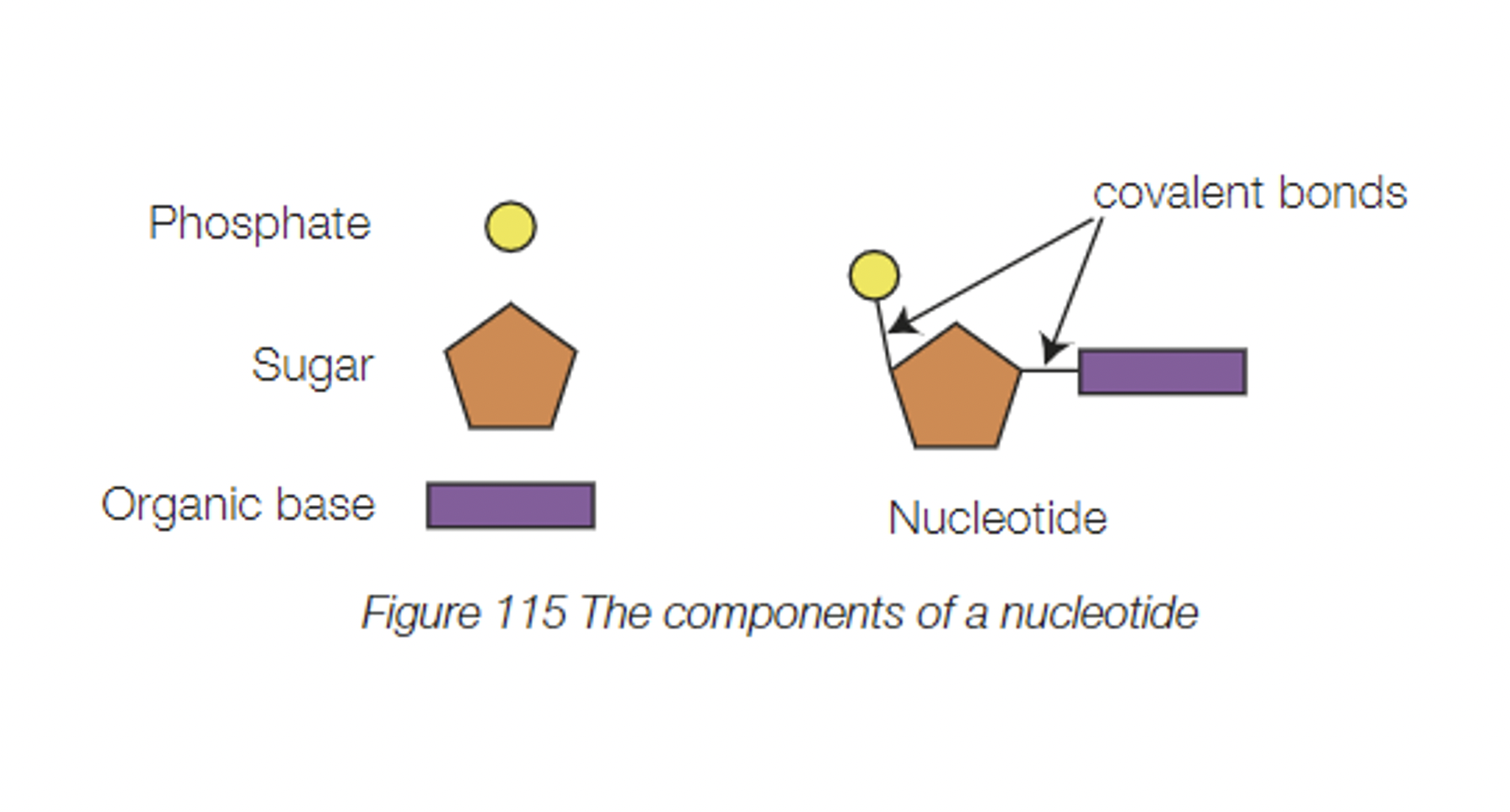 <p><em>DNA stores and transmits genetic information.</em></p><p>The <mark data-color="yellow">structure of DNA enables it to perform</mark> two vital functions necessary for life. </p><ol><li><p><mark data-color="yellow">Make identical copies of itself</mark> so that genetic information can pass from cell to cell, and can be <mark data-color="yellow">inherited</mark> or passed on to the next generation.</p></li><li><p><mark data-color="yellow">Provide a code</mark> that can be used by cells to manufacture protein molecules. </p></li></ol><p><strong>Structure of DNA</strong></p><p>DNA is a large macromolecule made up of <mark data-color="green">repeating units called DNA nucleotides</mark>. </p><p>Nucleotides are complex molecules made up of <mark data-color="green">three smaller molecules that are linked together by covalent bonds</mark> (refer to attached figure). </p><ul><li><p>A pentose (5-carbon) sugar called <mark data-color="yellow">deoxyribose</mark>.</p></li><li><p>a <mark data-color="yellow">phosphate group</mark>, and </p></li><li><p><mark data-color="yellow">one of the four organic bases</mark>: adenine (A), thymine (T), guanine (G), or cytosine (C). </p></li></ul><p>Each base forms weak hydrogen bonds with its complementary base (located at the same position on the other strand).</p><p>Weak hydrogen bonds between complementary base pairs in DNA are an advantage to cells since they are easy to break and re-form.</p><p>(simply: <mark data-color="green">Weak hydrogen bonds form between the complementary base pairs, which are advantageous to the cell since they can be easily broken and reformed.</mark>)</p><p>This is <mark data-color="green">important in DNA replication, which involves breaking apart the DNA double helix, to expose its organic bases to base pairing</mark>. </p>