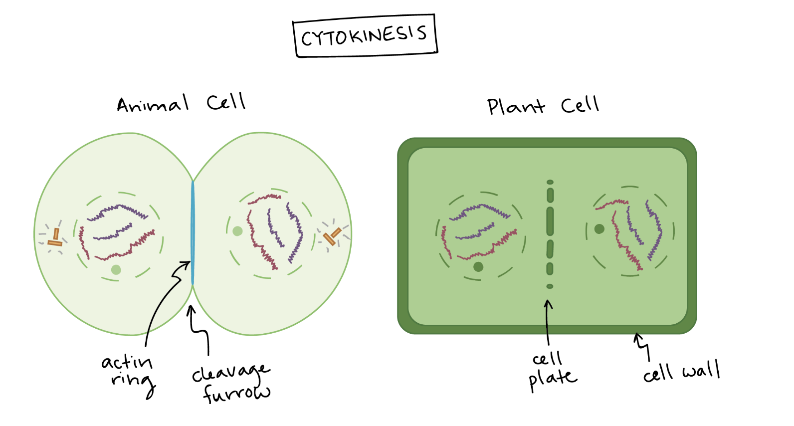 <p>Cytokinesis </p>