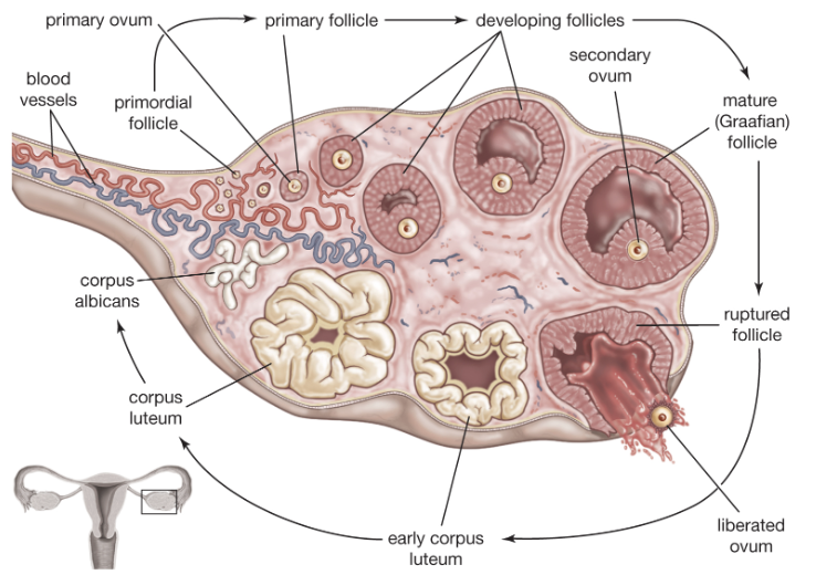 <p><span style="color: blue;"><strong>STRUCTURE  </strong></span></p><ul><li><p>Tiny saclike structures embedded in cortex </p></li></ul><p><span style="color: red;"><strong>FUNCTION</strong></span> </p><ul><li><p>Contain immature egg (oocyte) surrounded by: </p><ul><li><p><span style="color: blue;">Follicle cells </span>(if only one cell layer is present) </p></li><li><p><span style="color: blue;">Granulosa cells</span> (if more than one layer present) </p></li></ul></li></ul><p></p>