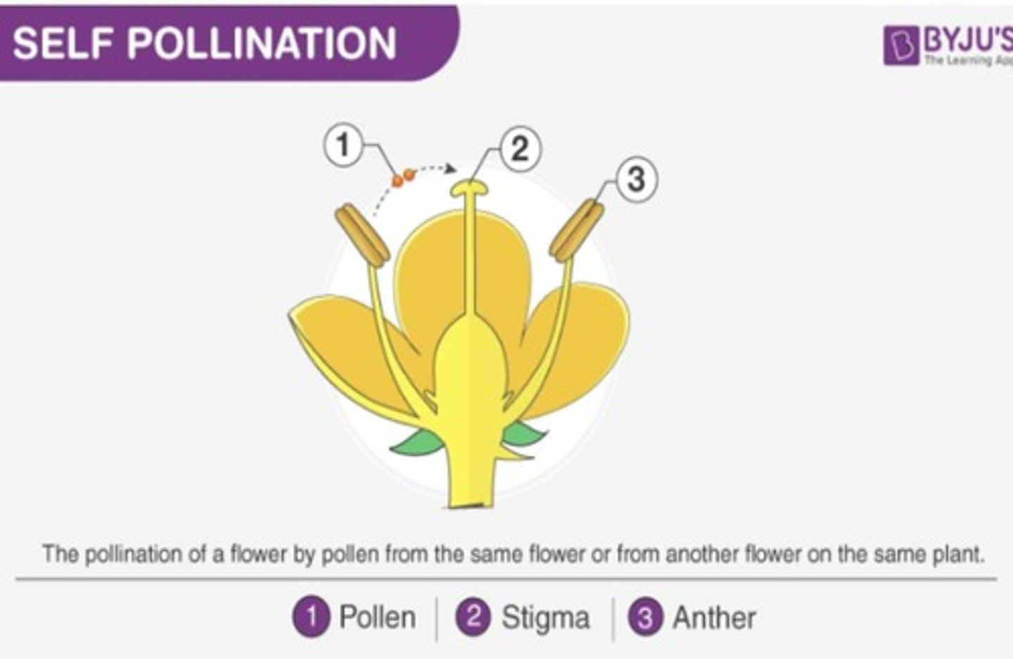 <p>Self-pollination and cross-pollination.</p>