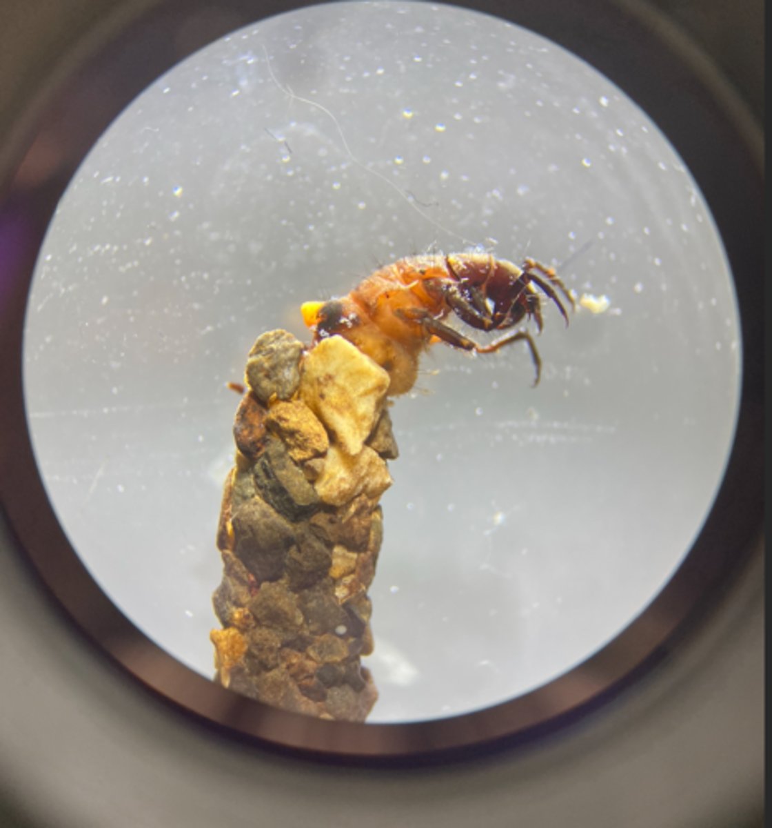 <p>Grazer</p><p>-------------------</p><p>FEATURES:</p><p>- builds stone case around themselves</p><p>- uses the stone case for protection</p><p>- Stone case helps with facilitating respiration</p><p>- has a darker platting in the first 3 sections of the body</p><p>- found in lotic streams (colder water)</p><p>- have abdominal gills</p><p>- 2-3 plates by head</p><p>- 1-3 plates after head</p><p>- eat detritus (algae)</p>