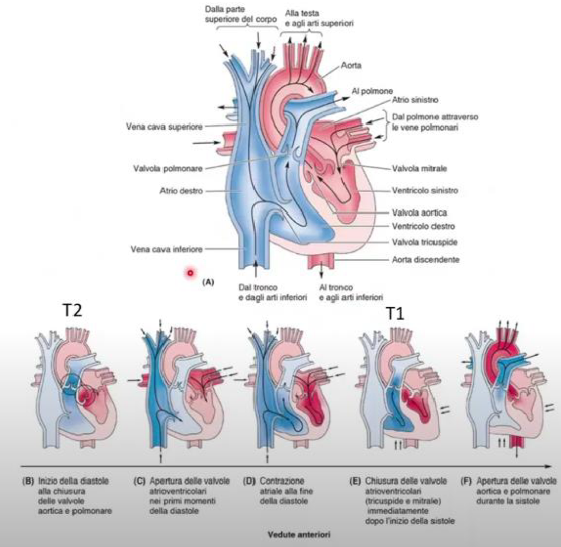 <p>I toni cardiaci sono i suoni prodotti dalla chiusura delle valvole cardiache:</p><ul><li><p>1° Tono Cardiaco</p><ul><li><p>Generato dalla chiusura delle valvole atrioventricolari</p></li><li><p>Si chiude prima la mitrale e poi la tricuspide</p></li><li><p>Si verifica subito dopo l’inizio della sistole ventricolare → in questo momento abbiamo sia le valvole AV che semilunari chiuse (fase di contrazione isovolumetrica, poi successivamente, con l’aumento della pressione nel ventricolo, si aprono le valvole semilunari)</p></li></ul></li><li><p>2° Tono Cardiaco</p><ul><li><p>Generato dalla chiusura delle valvole semilunari</p></li><li><p>Si verifica all’inizio della diastole ventricolare → in questo momento, diminuendo la pressione nei ventricoli, il sangue torna indietro e riempie le tasche semilunari, determinandone la chiusura</p></li><li><p>La diastole, cioè la fase di riempimento ventricolare, è la fase più lunga del ciclo cardiaco</p></li></ul></li></ul><p>Soffi Cardiaci:</p><ul><li><p>Non coincidono con i toni</p></li><li><p>Soffio sistolico → tra T1 e T2</p></li><li><p>Soffio diastolico → tra T2 e T1</p></li><li><p>Sono generati dal flusso turbolento del sangue che avviene a livello degli orifizi, indice di insufficienza o stenosi valvolare → ciò genera un flusso anomalo che genera un rumore patologico</p></li></ul><p></p>