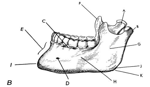 <p>The portion of the mandible identified as F in the figure shown is the:</p><p>a. body</p><p>b.  Coronoid Process</p><p>c. Condyloid process</p><p>d. ramus</p><p></p>