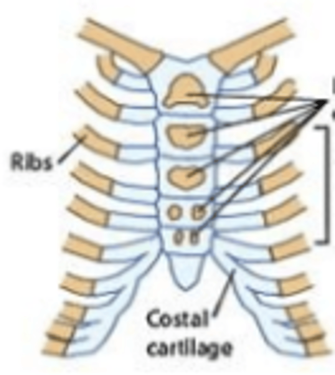 <p>1° ossification:</p><p>manubrium: 1-3</p><p>sternebrae 1 &amp; 2: 1</p><p>sternebrae 3 &amp; 4: 2</p><p>2° ossification:</p><p>xiphoid process</p>