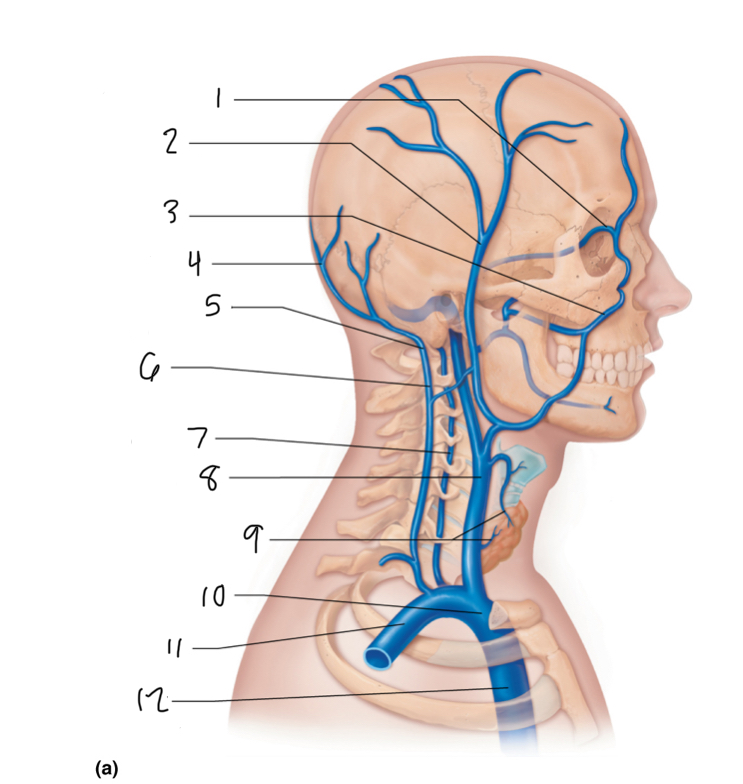 <p>12</p>