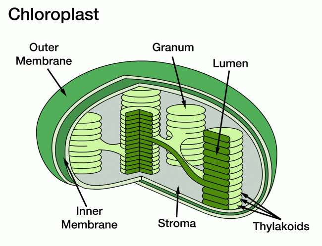 <p>Organelle found in cells of green parts of plants  (leaves and stems) which contain a green pigment called chlorophyll where photosynthesis occurs</p>