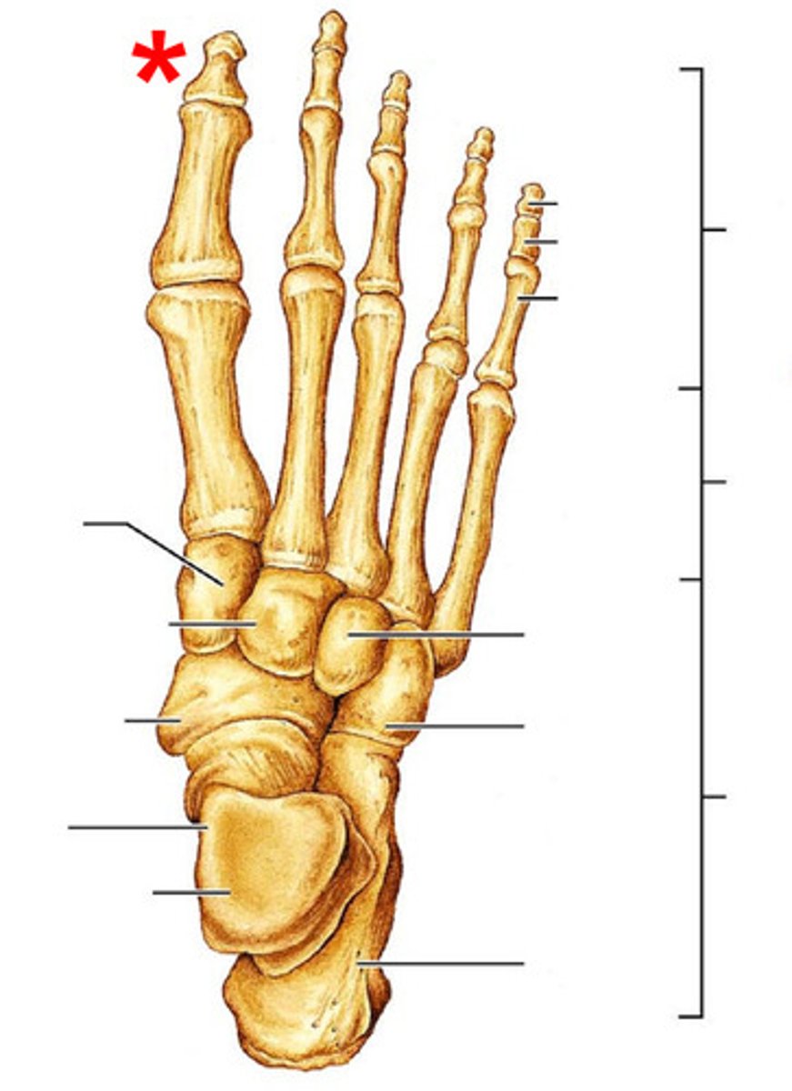 <p>Name this part of the foot</p>