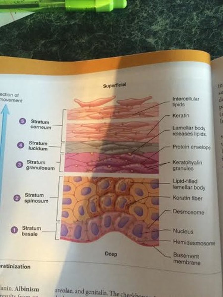 <p>5. In the stratum corneum, the dead cells have a hard protein envelope, containing keratin, and are surrounded by lipids.</p><p>4. In the stratum lucidum, the cells are dead and contain dispersed keratohyalin.</p><p>3. In the stratum granulosum, keratohyalin granules accumulate, and a hard protein envelope forms beneath the plasma membrane; lamellar bodies release lipids; cells die.</p><p>2. In the stratum spinosum, keratin fibers and lamellar bodies accumulate.</p><p>1. In the stratum basale, cells divide by mitosis, and some of the newly formed cells become the cells of the more superficial strata.</p>