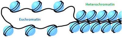 <p>Euchromatin</p>