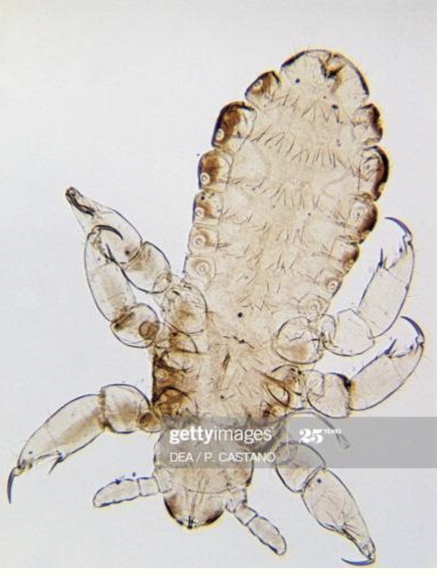 <ul><li><p>Identify </p></li></ul><ul><li><p>representative genus</p></li><li><p>disease</p></li></ul><p></p>