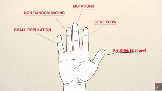 <ul><li><p><em>(middle finger)</em> <u>MUTATION</u> <span><span>→ random changes in the DNA (must be in the gametes)</span></span></p></li><li><p><span><em><span>(pointer finger)</span></em><span> </span><u><span>GENE FLOW</span></u><span> → immigration brings new genes in, and emigration removes genes</span></span></p></li><li><p><span><em><span>(pinky)</span></em><span> </span><u><span>GENETIC DRIFT</span></u><span> → population size is drastically reduced due to a random event (Ex. frogs on bus → shrinking)</span></span></p></li><li><p><span><em><span>(ring finger)</span></em><u><span> SELECTIVE REPRODUCTION</span></u><span>&nbsp;(non-random mating)&nbsp;→ new combination of genes, favorable genes are selected which leads to…</span></span></p></li><li><p><span><em><span>(thumb)</span></em><span> </span><u><mark data-color="yellow" style="background-color: yellow; color: inherit;"><span>NATURAL SELECTION!</span></mark></u></span></p><ul><li><p>only one that leads to <u>adaptation</u></p></li></ul></li></ul><p></p>