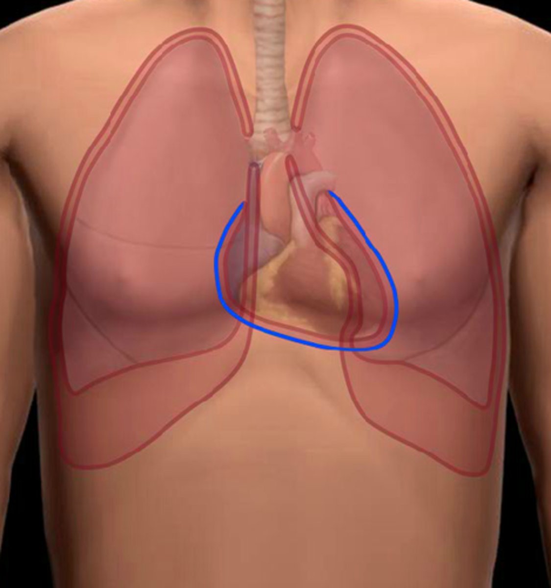 <p>Location:</p><p>Thorax (mediastinum)</p><p>Description:</p><p>Thin, serous membrane fused to inner surface of fibrous pericardium</p><p>Outer limit of pericardial cavity</p><p>Continuous with visceral layer of serous pericardium</p>