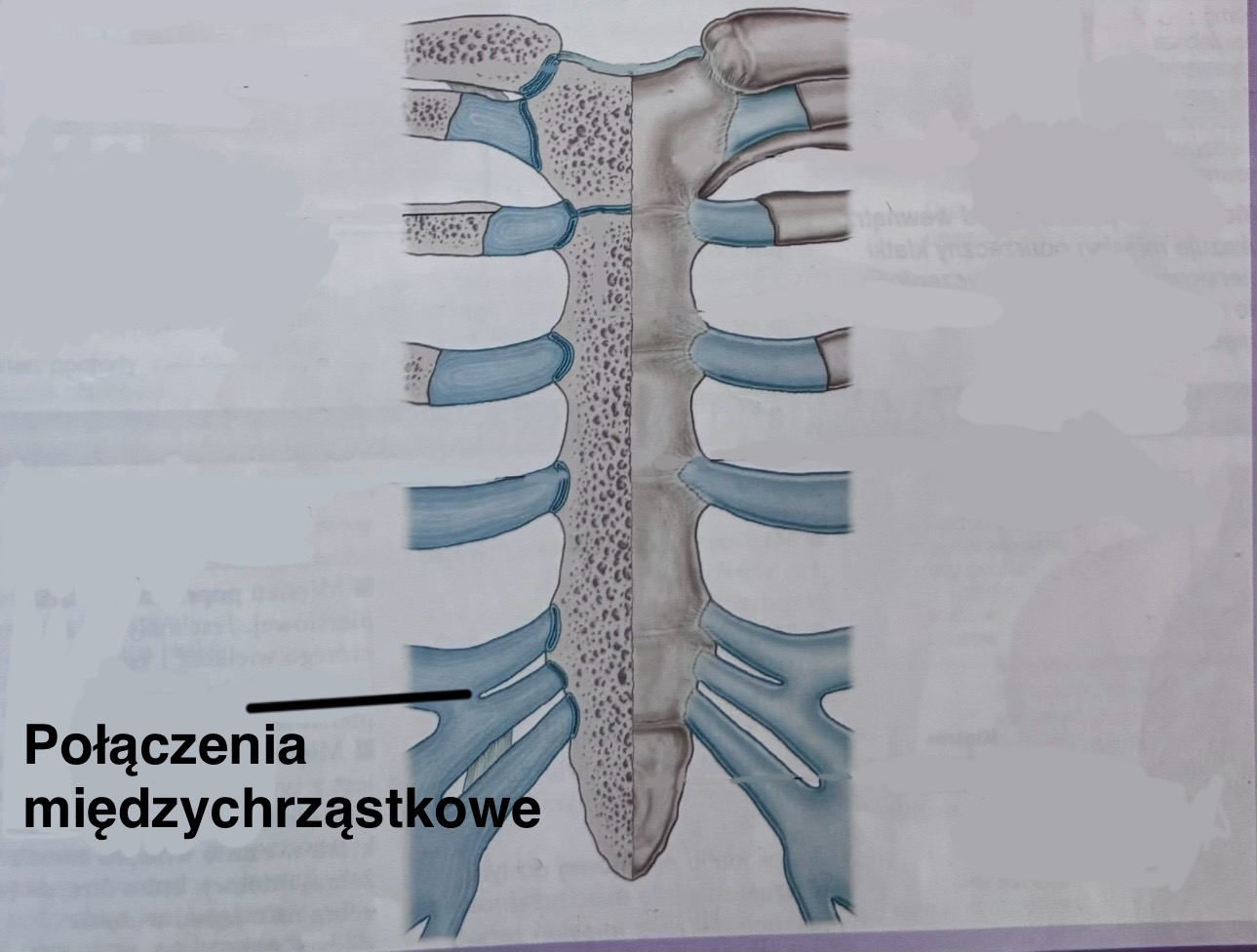 <p>Połączenia międzychrząstkowe</p><p>(opis, bez tłumaczenia)</p>