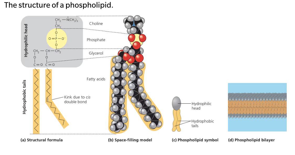 <ul><li><p>Essential for cells because they are major constituents of cell membranes</p></li><li><p>Their structure provides a classical example of how form fits function at the molecular level</p></li><li><p>Has a hydrophilic (polar) head and two hydrophobic (nonpolar) tails</p><ul><li><p>Only has two fatty acids attached to glycerol rather than three</p></li><li><p>The third hydroxyl group of glycerol is joined to a phosphate group</p></li><li><p>Typically, an additional small charged or polar molecule is also linked to the phosphate group</p></li><li><p>Ex. Choline</p></li></ul></li></ul><p></p>