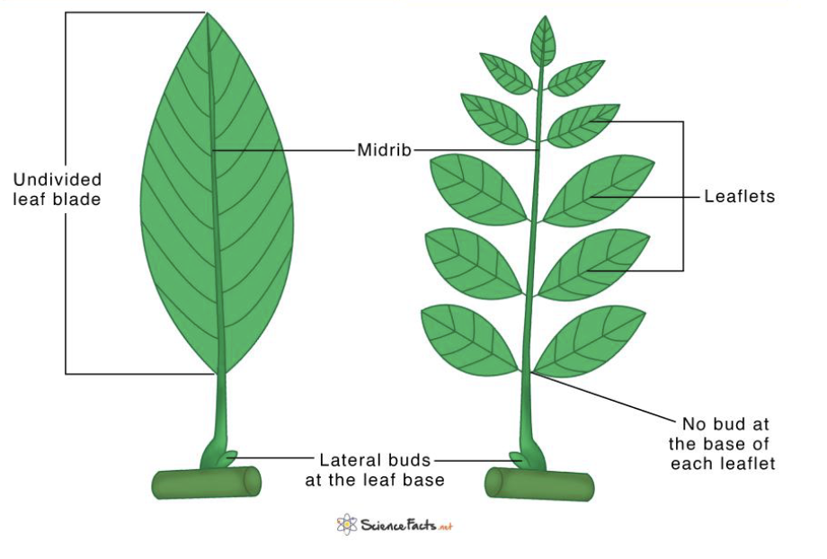 <p>leaves which are divided into leaflets</p>