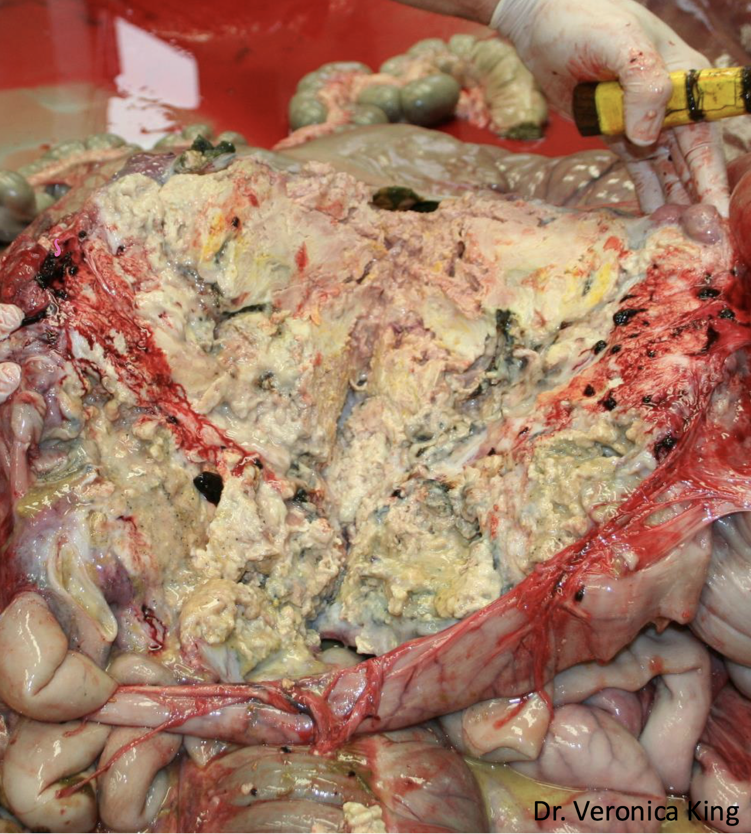 <p>What is this an image of?</p>