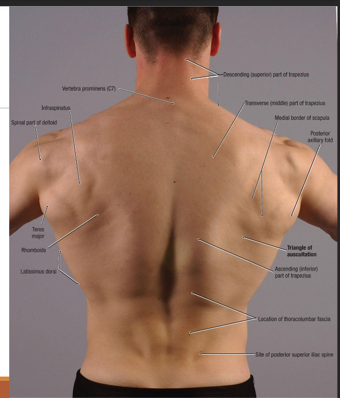 <p>Teres major</p>