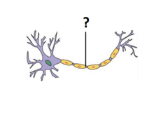 <p>What are the gaps between cells in the axon called?</p>