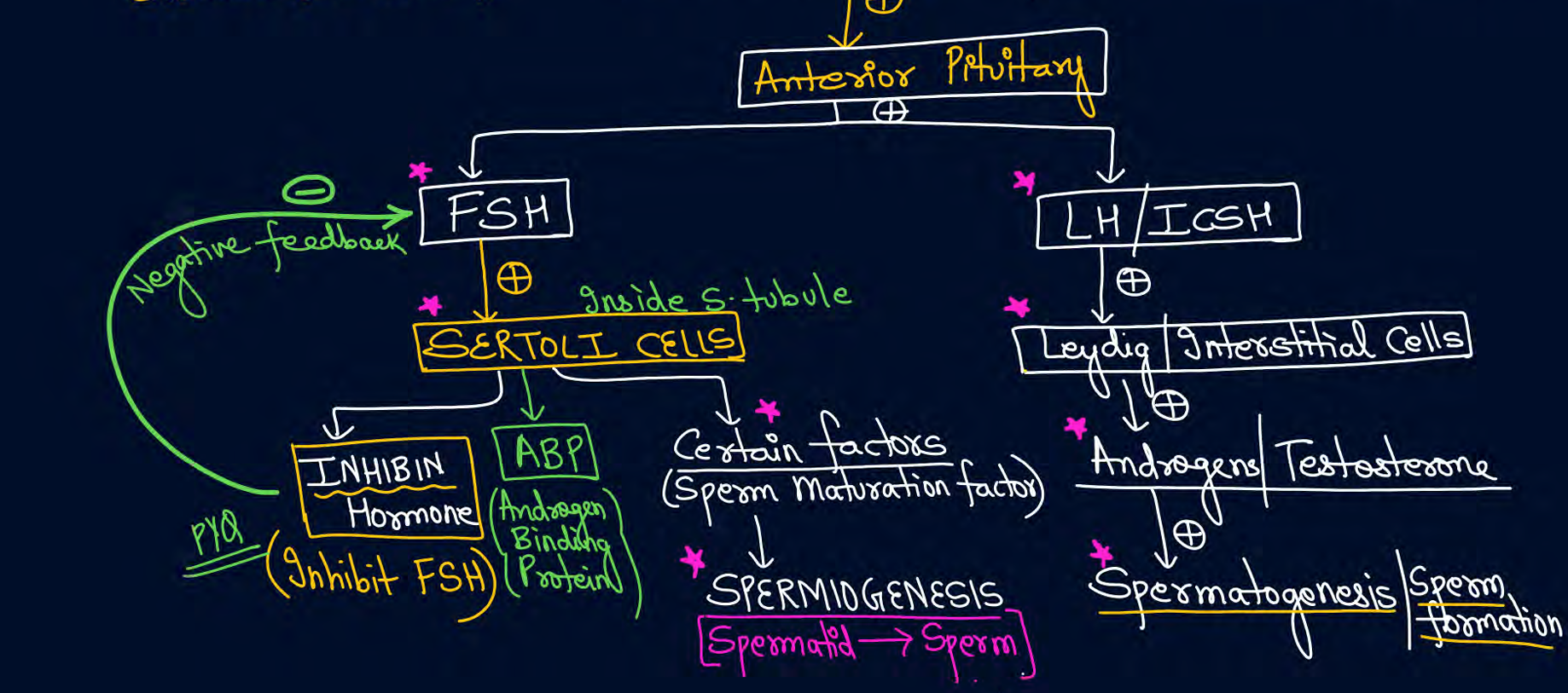 <ol><li><p>GnRH from hypothalamus acts on anterior pituitary</p></li><li><p>FSH and LH released from anterior pituitary</p></li><li><p>FSH acts on sertoli cells and helps in releasing certain factor from which inhibin gives negative feedback</p></li><li><p>LH acts on interstitial cells and releases androgens for spermatogenesis</p></li></ol><p></p>