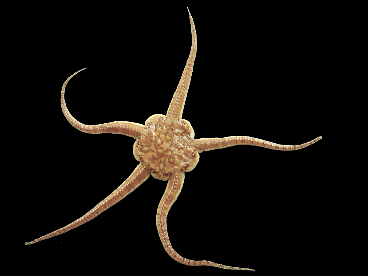 <p>includes brittle stars</p><p>scavanger feeders</p>