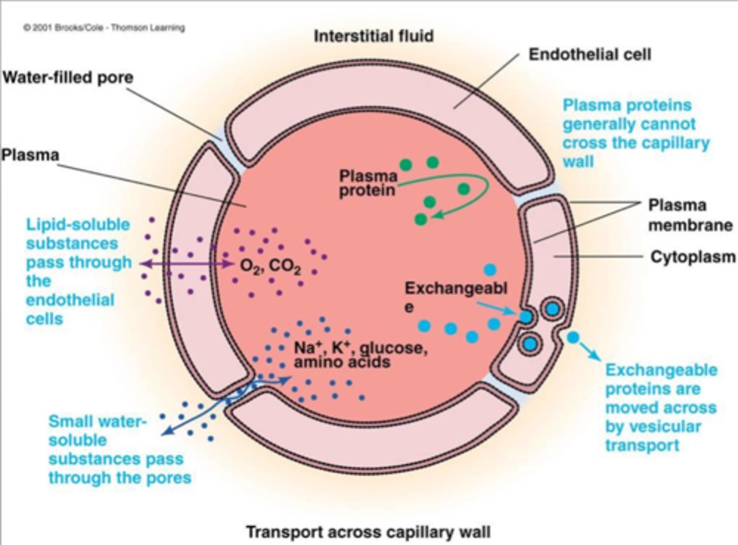 <p>Directly Pass through endothelial cells membrane anywhere</p><p>Eg. O2 into the cap , CO2 out of the cap</p>