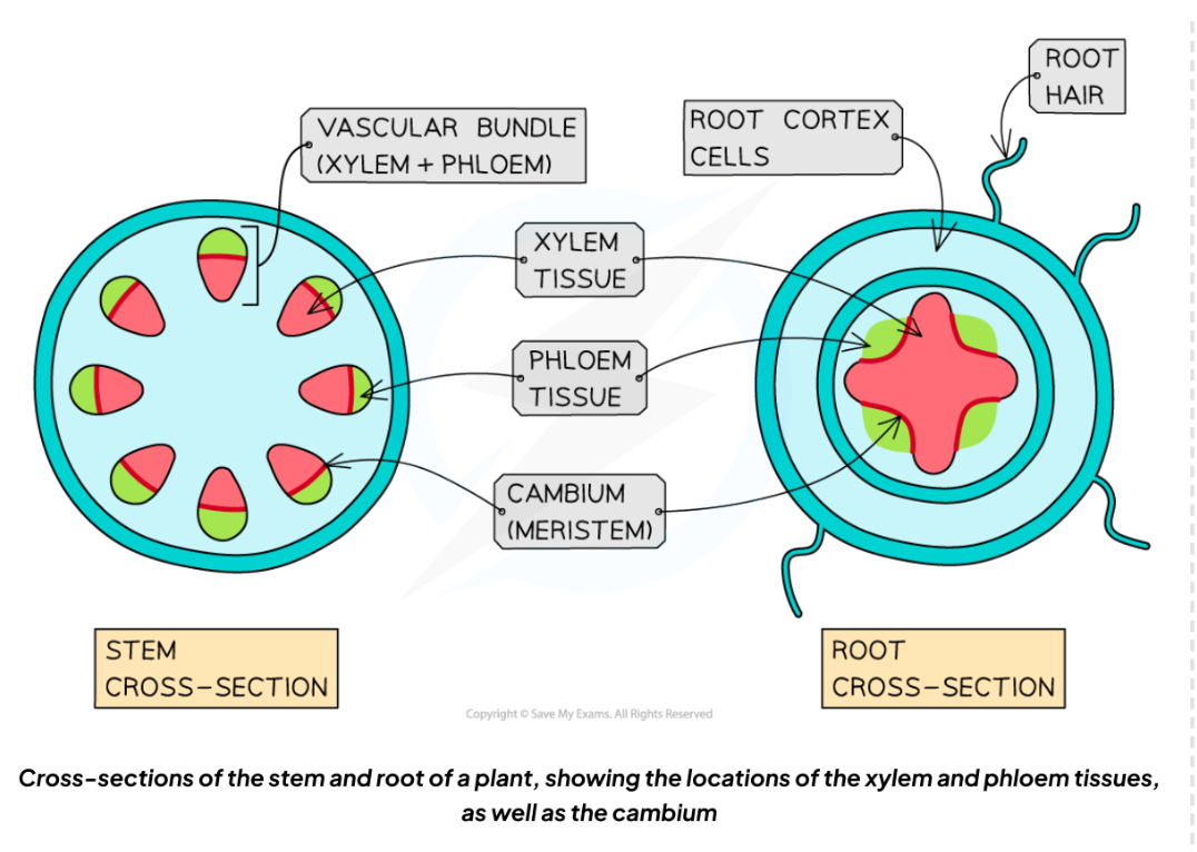 <ul><li><p>Found in <strong>meristems</strong>:</p><ul><li><p><strong>Apical meristems</strong> (root/shoot tips → growth in length).</p></li><li><p><strong>Vascular cambium</strong> (between xylem &amp; phloem → differentiates into vascular tissue).</p></li><li><p>Cambium cells that differentiate to form the xylem lose their cytoplasm, deposit lignin in their cell</p><p>walls and lose their end cell walls</p><p>Cambium cells that differentiate to form the phloem lose some oftheir cytoplasm and organelles,</p><p>and develop sieve plates (located at ends of the cells)</p></li></ul></li><li><p><strong>Pluripotent</strong> → continue dividing throughout plant life.</p></li></ul><p></p>