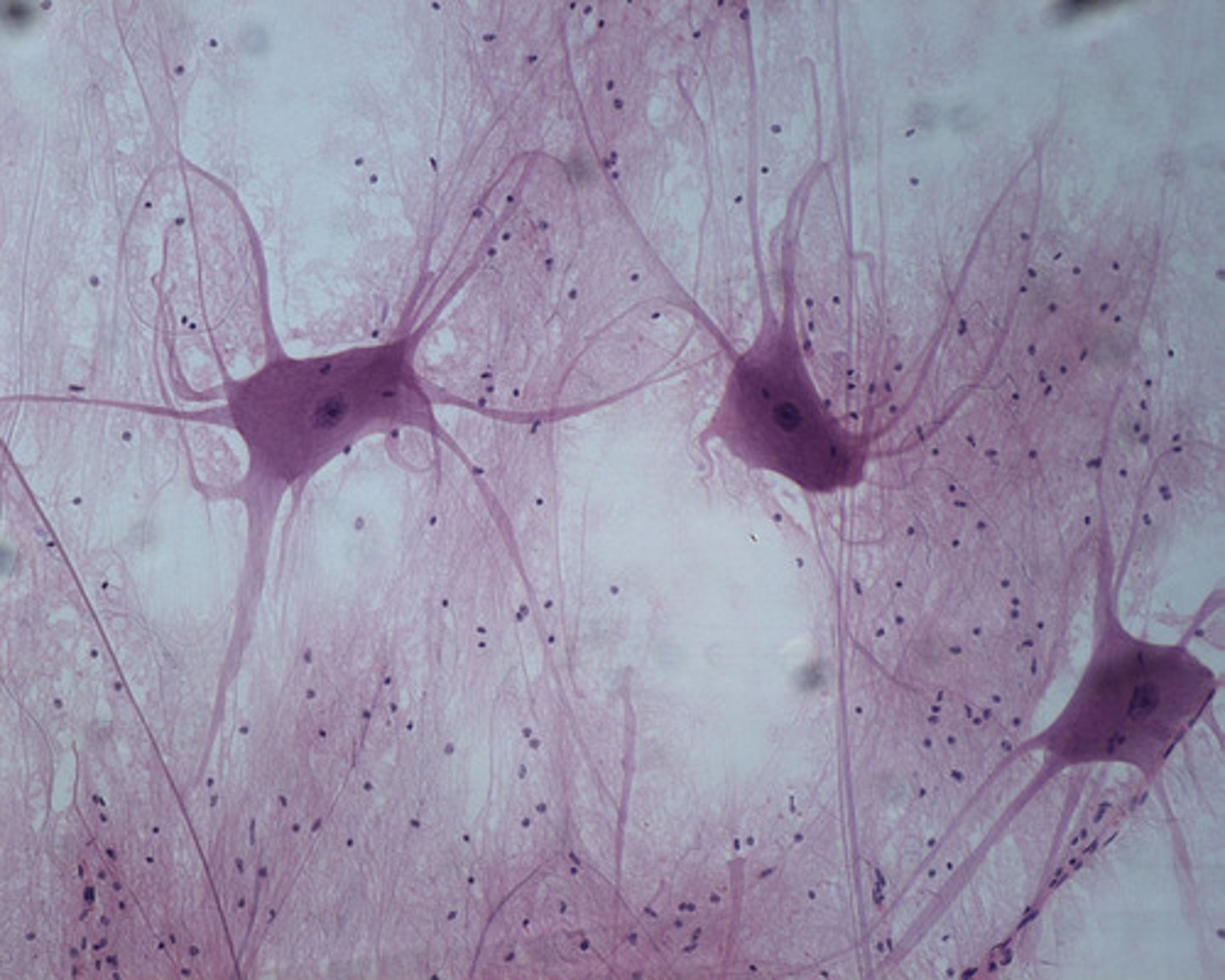<p>nervous tissue</p>