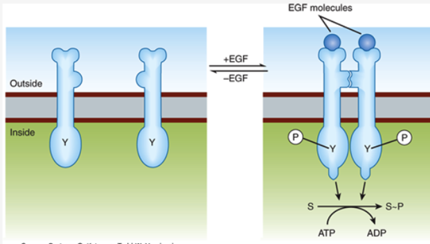 **Signaling Mechanisms:** *Protein tyrosine kinase*

Mechanism of **activation of the epidermal growth factor**:


1. Upon **binding of EGF** (circle), the receptor converts from its **inactive monomeric state** (left) to ___