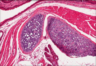 <p>What is the purple structure?</p>